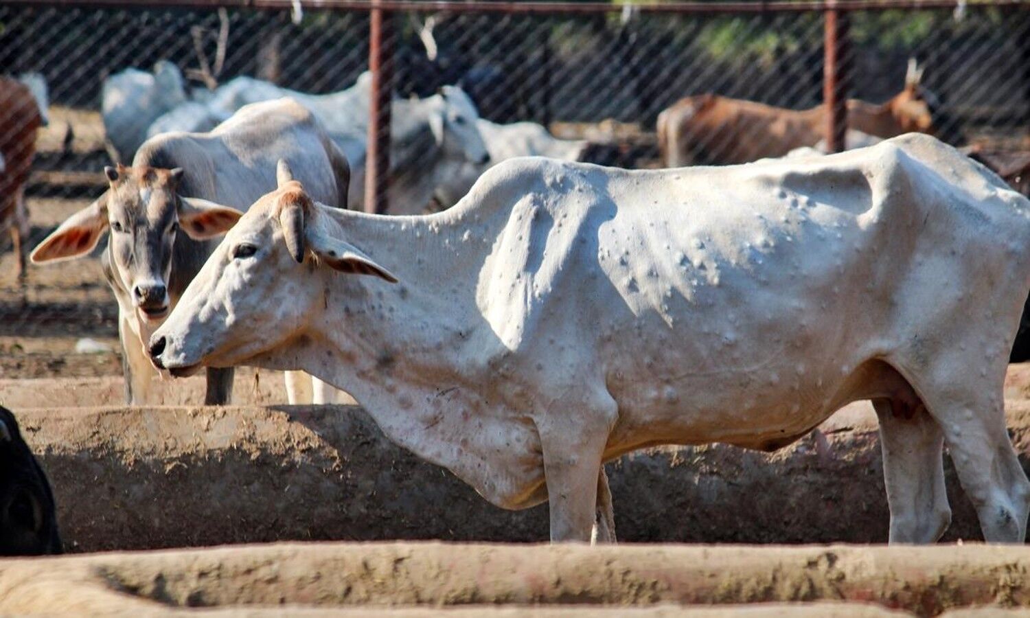 కర్ణాటకకు చేరిన లంపి డిసీజ్ టెన్షన్ 2070 Cattle Die Due To Lumpy Skin Disease In Karnataka 8559