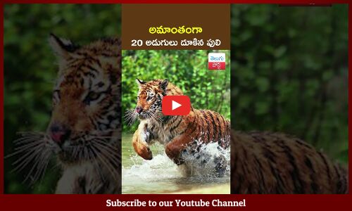 అమాంతంగా 20 అడుగులు దూకిన పులి | Tiger Jumps 20 Feet Across Water in ...